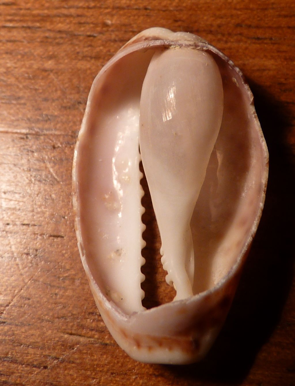 Cypraeidae Erosaria spurca